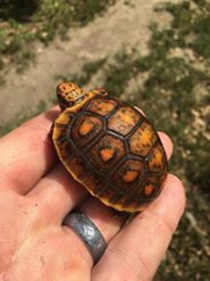Fancy Red Foot Tortoise for sale (Chelonoidis carbonaria)