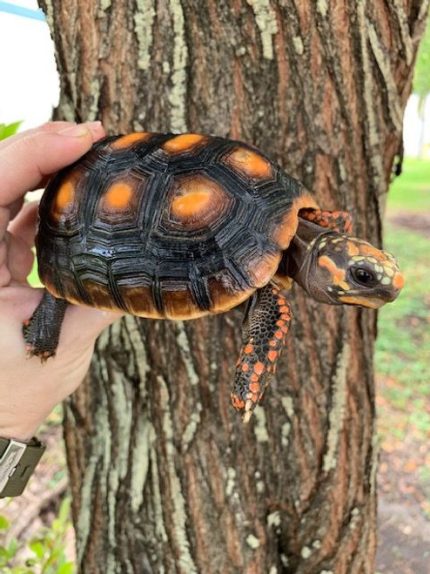 4-6" Red Foot Tortoises for sale