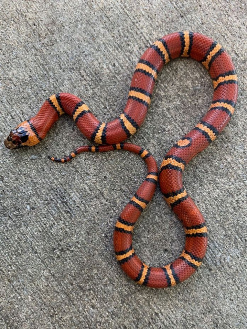 Thayeri King Snake for sale Thayeri King Snake for sale