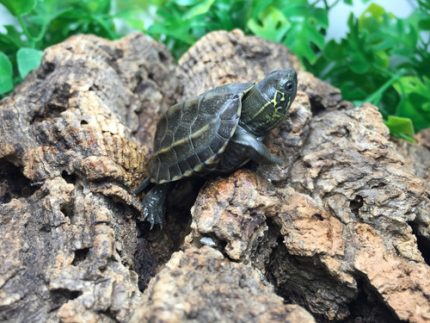 Reeves Turtles for sale | Snakes at Sunset