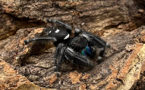 Regal Jumping Spider for sale (Phidippus regius) male pictured Regal Jumping Spider for sale (Phidippus regius) male pictured