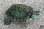 Red Ear Sliders for sale (Trachemys scripta elegans)
