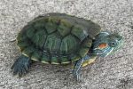 Red Ear Sliders for sale (Trachemys scripta elegans)