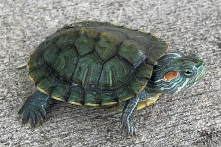 Red Ear Sliders for sale (Trachemys scripta elegans)