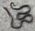 Ring Neck Snakes for sale (Diadophis punctatus)
