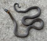 Ring Neck Snakes for sale (Diadophis punctatus)