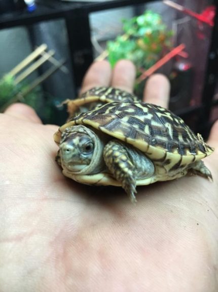 Ornate Box Turtles for sale | Snakes at Sunset