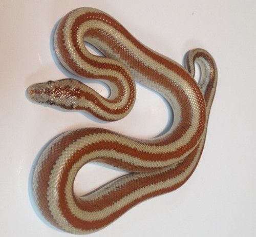 Rosy Boas for sale Rosy Boas for sale