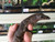 Varanus rudicollis - Black Rough Neck Monitor for sale