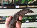 Varanus rudicollis - Black Rough Neck Monitor for sale