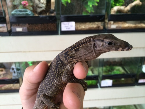 Varanus rudicollis - Black Rough Neck Monitor for sale Varanus rudicollis - Black Rough Neck Monitor for sale