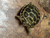 Baby Russian Tortoises for sale (Testudo horsefieldi)