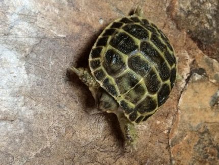 Baby Russian Tortoises for sale (Testudo horsefieldi)