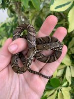 Russian Rat Snake for sale