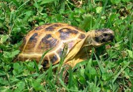 Russian Tortoises for sale