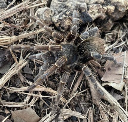 Brazilian Rusty Birdeater for sale (Acanthoscurria "ferina")