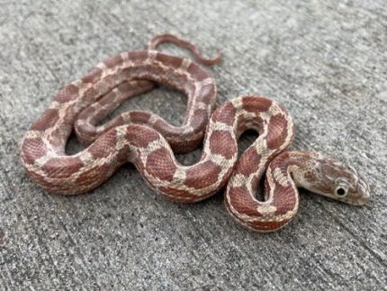 Rusty Texas Rat Snake for sale