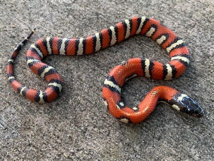 Ruthvens King Snake for sale
