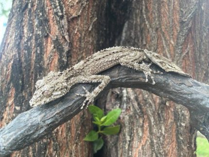 Queensland  Leaf Tail Gecko (Saltuarius salebrosus) Male