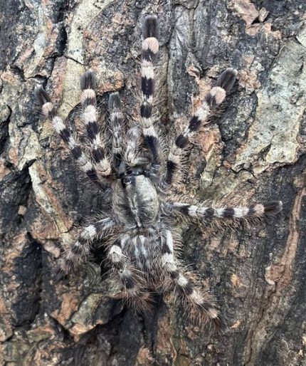 Salem Ornamental Tarantula for sale (Poecilotheria formosa)