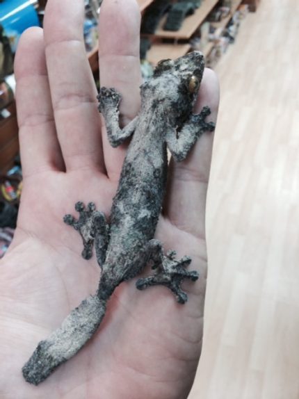 Uroplatus sameti for sale | Snakes at Sunset