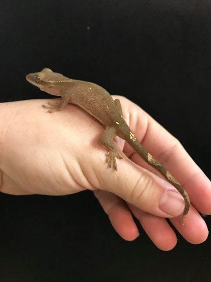 Sarasinorum Gecko for sale