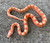Albino Scaleless Corn Snakes for sale (Pantherophis guttata)