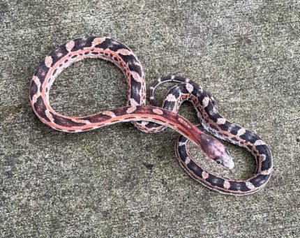 Scaleless Texas Rat SNake for sale