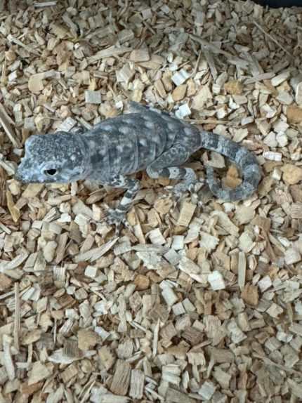 Scorpion Geckos for sale (Pristurus carteri) PAIR PRICE