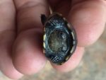 Baby Scorpion Mud Turtle for sale