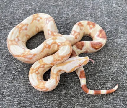 Sharp Strain Boa Constrictor for sale