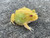 Pac Man Frog for sale | Snakes at Sunset