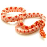 Albino Corn Snakes for sale | Snakes at Sunset