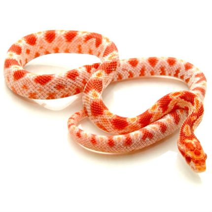 Albino Corn Snakes for sale | Snakes at Sunset