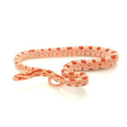 Albino Okeetee Corn Snake for sale | Snakes at Sunset