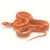 Albino Striped Corn Snake for sale | Snakes at Sunset