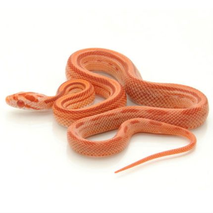 Albino Striped Corn Snake for sale | Snakes at Sunset
