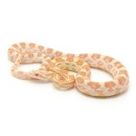 Butter Corn Snake for sale | Snakes at Sunset