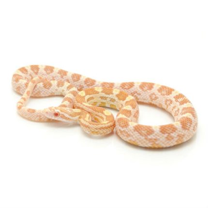 Butter Corn Snake for sale | Snakes at Sunset