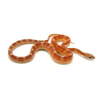 Motley Corn Snake for sale | Snakes at Sunset
