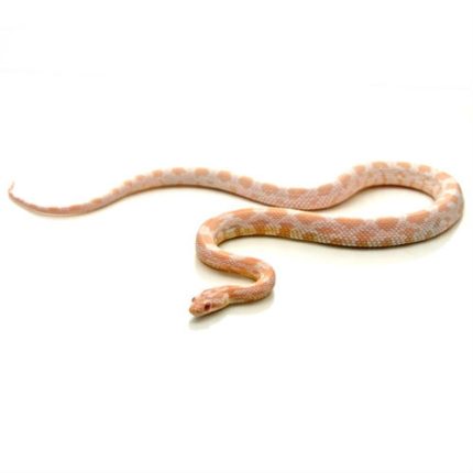 Snow Corn Snakes for sale | Snakes at Sunset