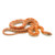 Sunkissed Corn Snakes for sale | Snakes at Sunset