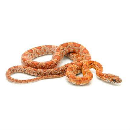 Sunkissed Corn Snakes for sale | Snakes at Sunset