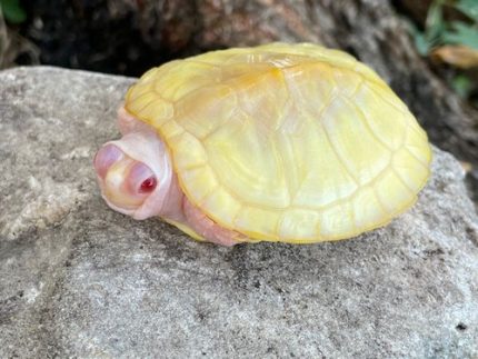 Snow Red Ear Slider for sale