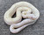 SNOW Boa Constrictors  for sale (Boa constrictor imperator)