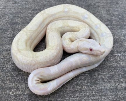 SNOW Boa Constrictors  for sale (Boa constrictor imperator)