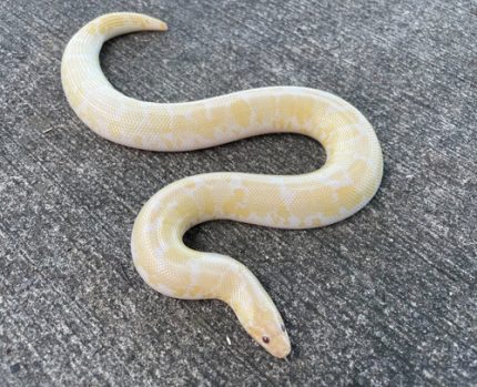 Snow Kenyan Sand Boa for sale adult