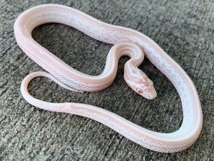 Snow Tessera Corn Snake for sale | Snakes at Sunset