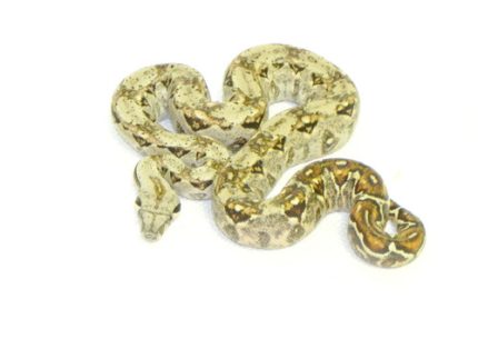Sonoran Boa Constrictor for sale | Snakes at Sunset