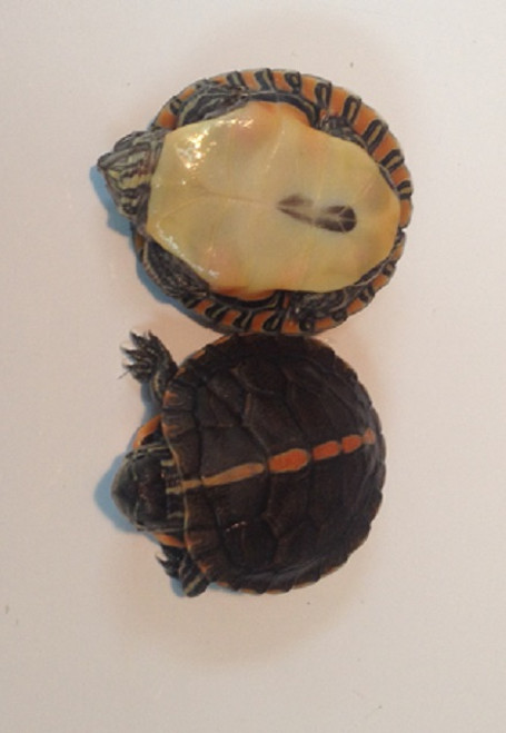 Southern Painted Turtle for sale Southern Painted Turtle for sale